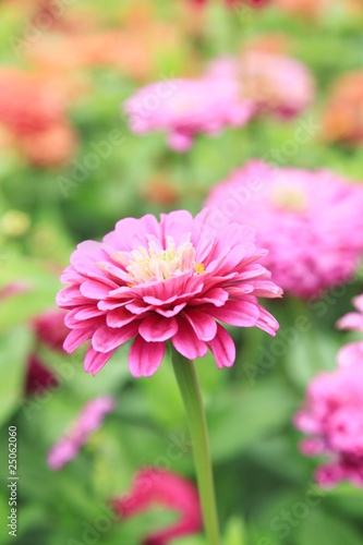 Zinnien