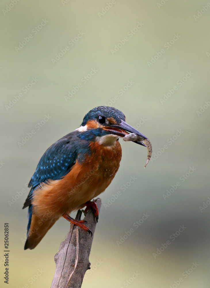 Obraz premium kingfisher