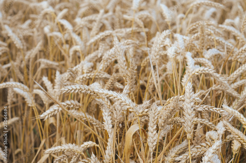 Fototapeta premium Ripe wheat, shallow dof, nature background