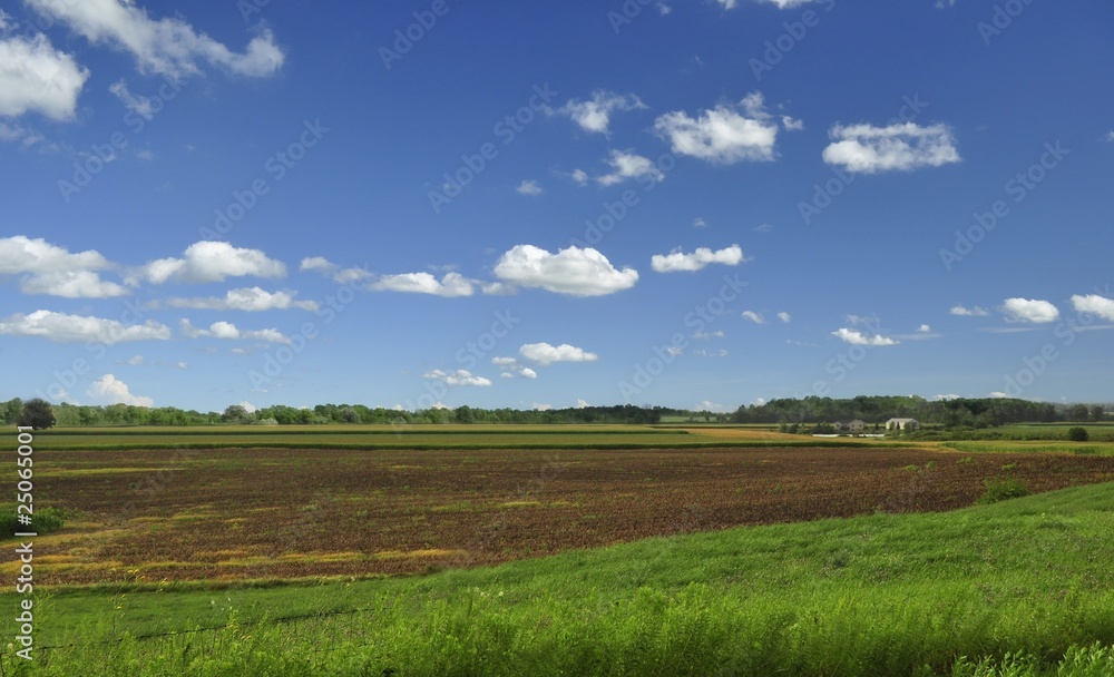 summer landscape with green field and blue sky