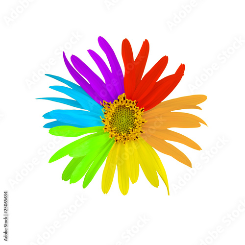 rainbow flower on white background