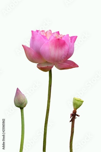 Fototapeta Naklejka Na Ścianę i Meble -  three level of lotus