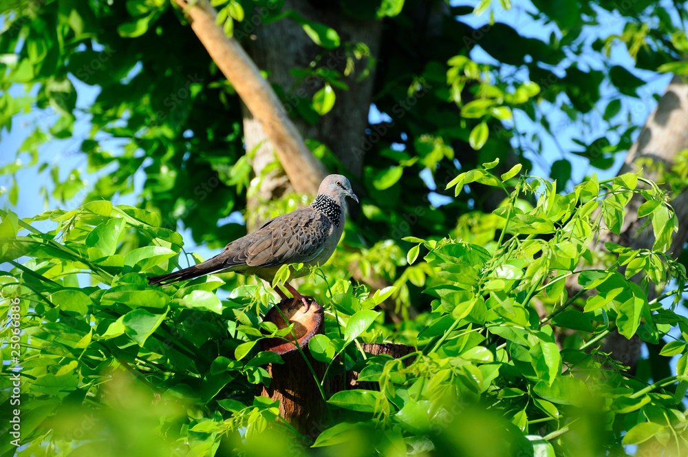 bird in verdant bush