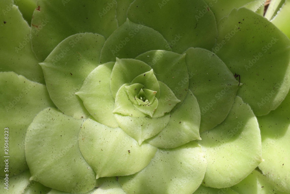 Dickblattgewächs aeonium subplanum Dickblattgewächs aeonium subplanum