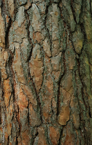 Fototapeta Naklejka Na Ścianę i Meble -  Tree bark