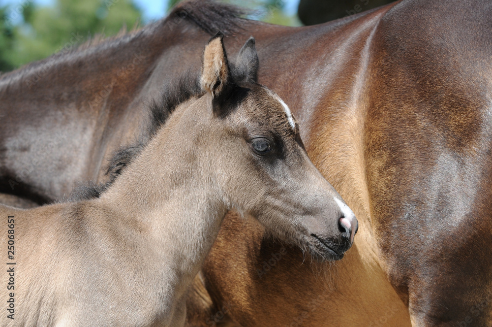 Fototapeta premium Ponyfohlen