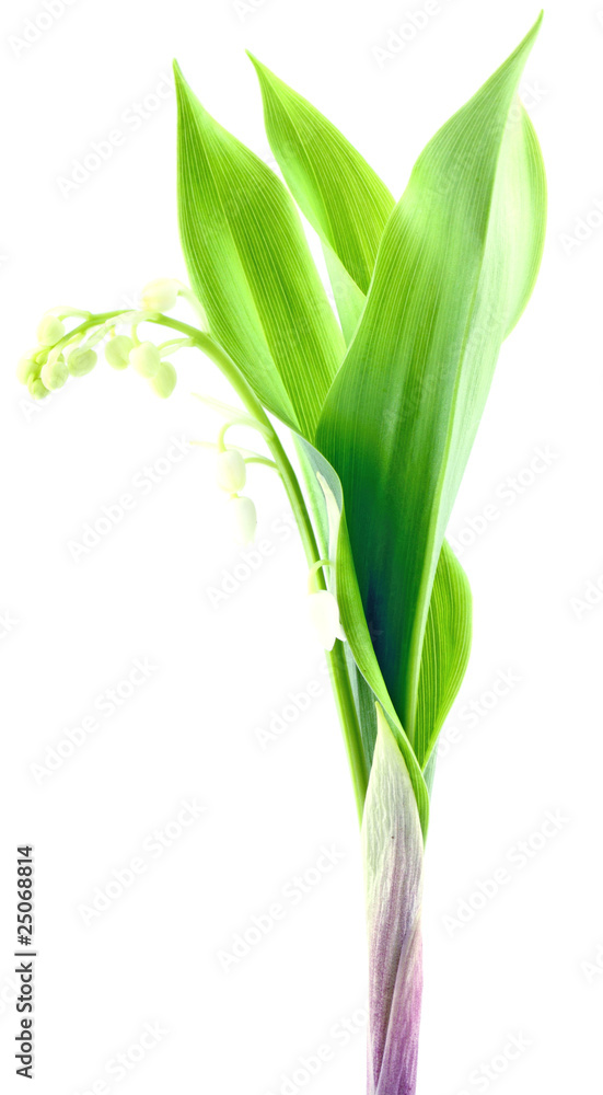 tige muguet, fond blanc tige muguet, fond blanc