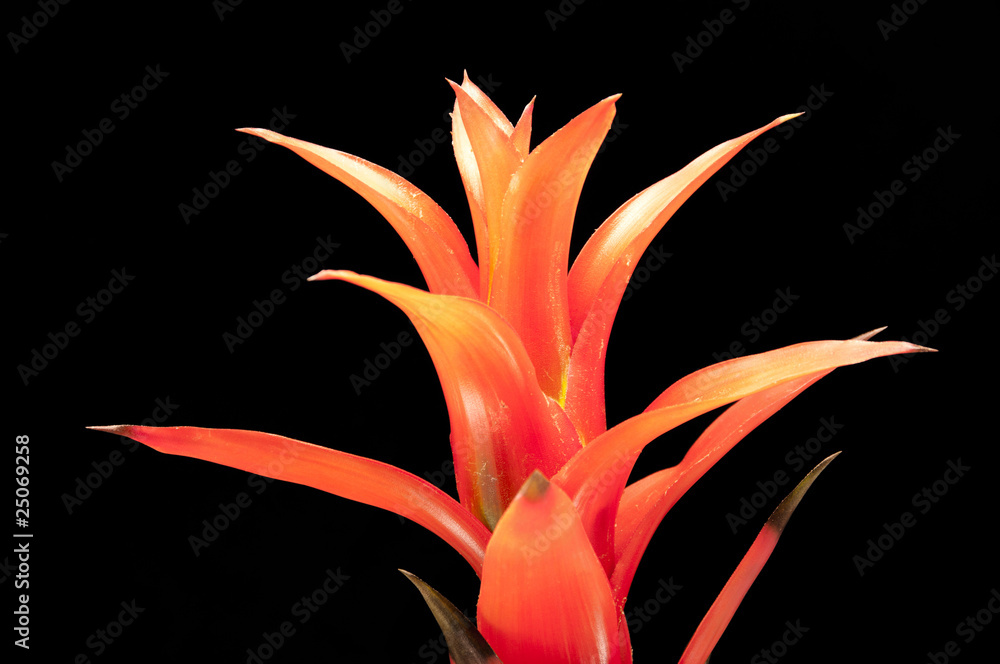 guzmania