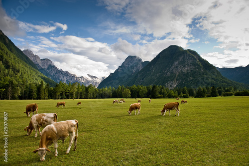 Green Cows