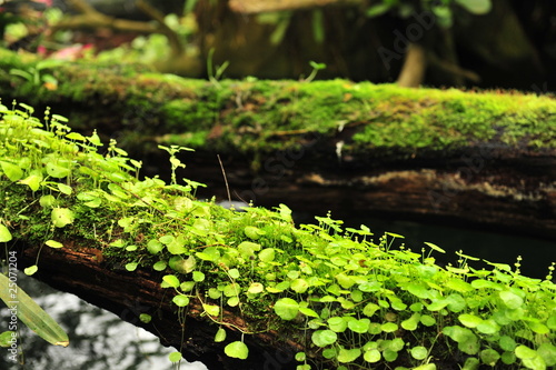 Green plants