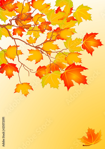 Autumn leaves background