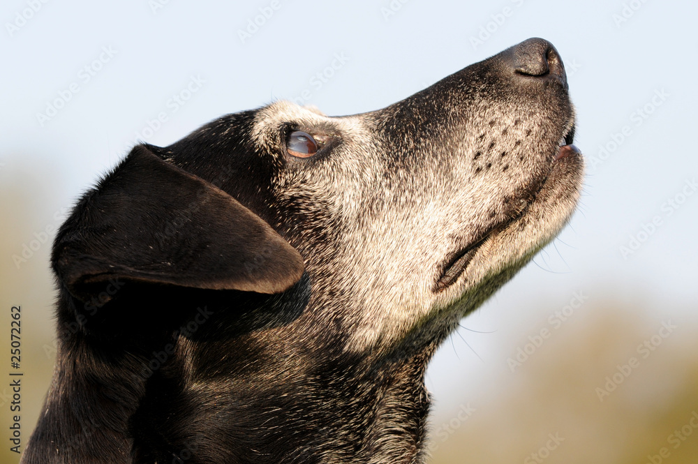 Hundesenior Hundesenior