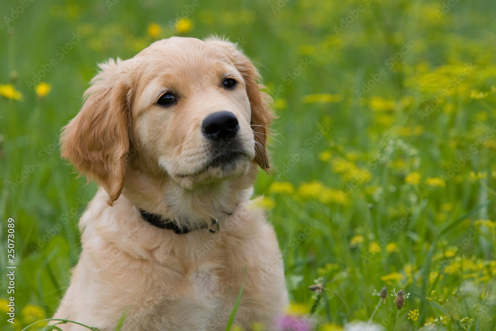 Golden Welpe