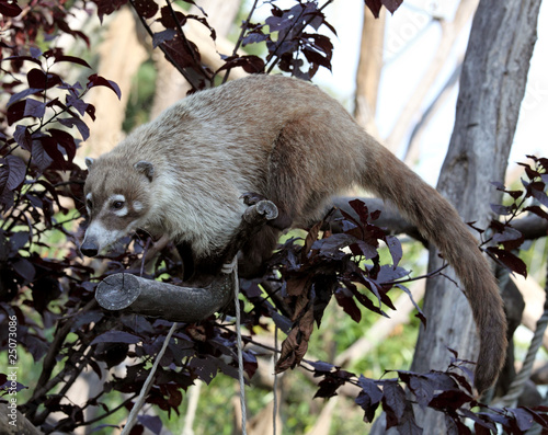 White-nosed Coati or Nasua narica in zoo, Vienna photo