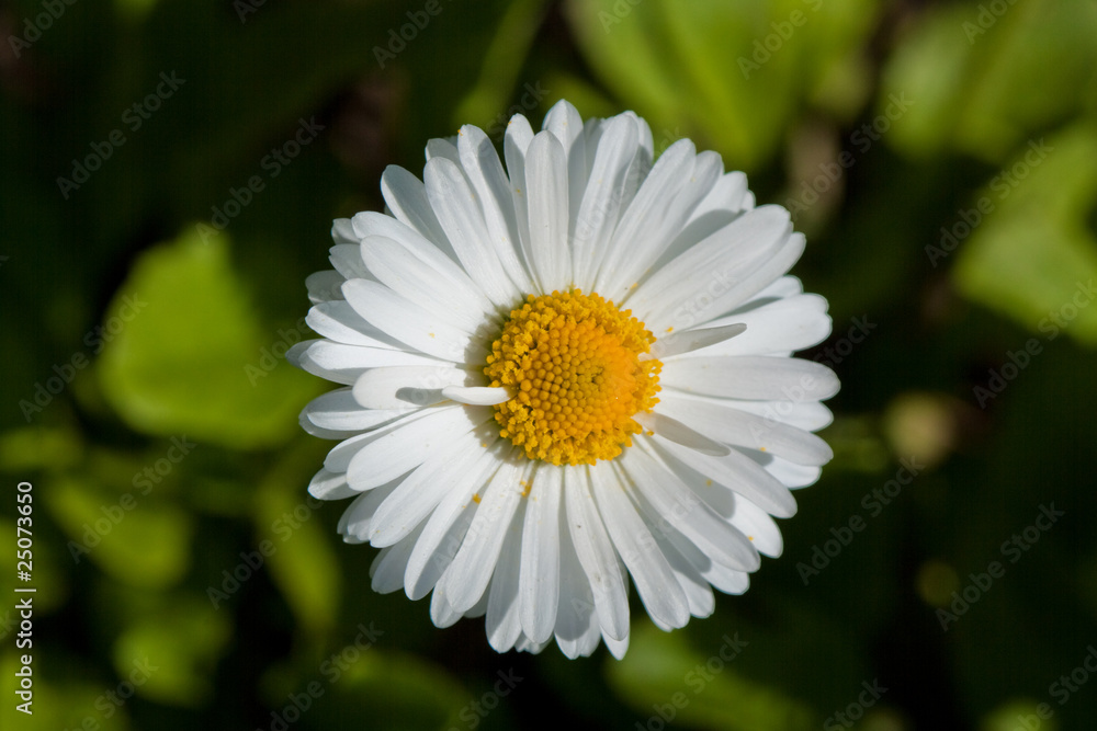 Fototapeta premium Field flowers
