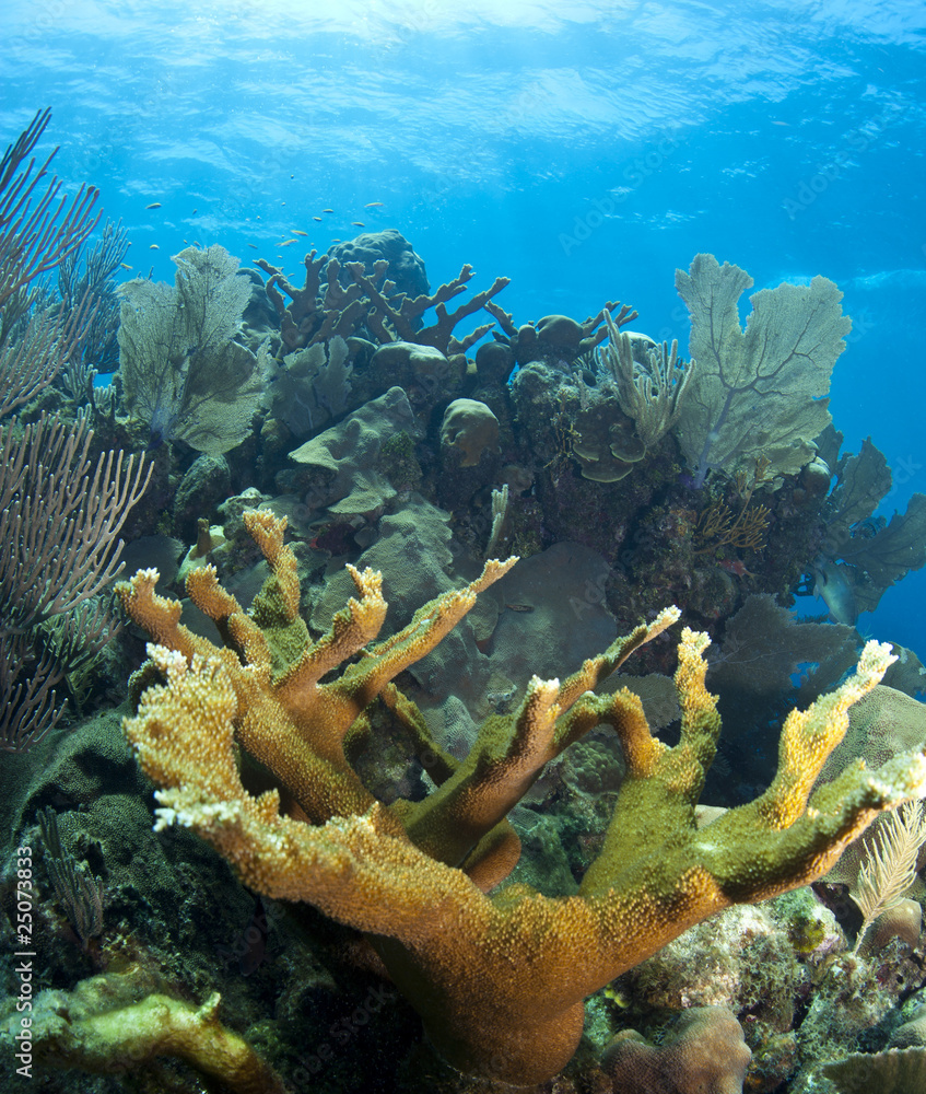 Fototapeta premium Underwater coral reef elkhorn coral