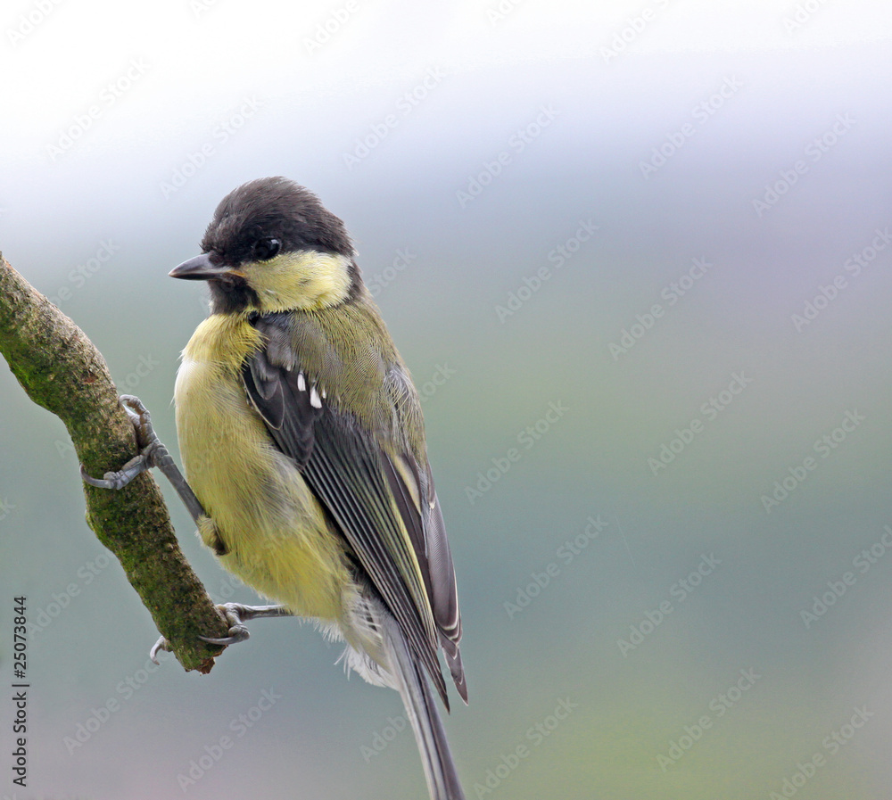 Naklejka premium Meise