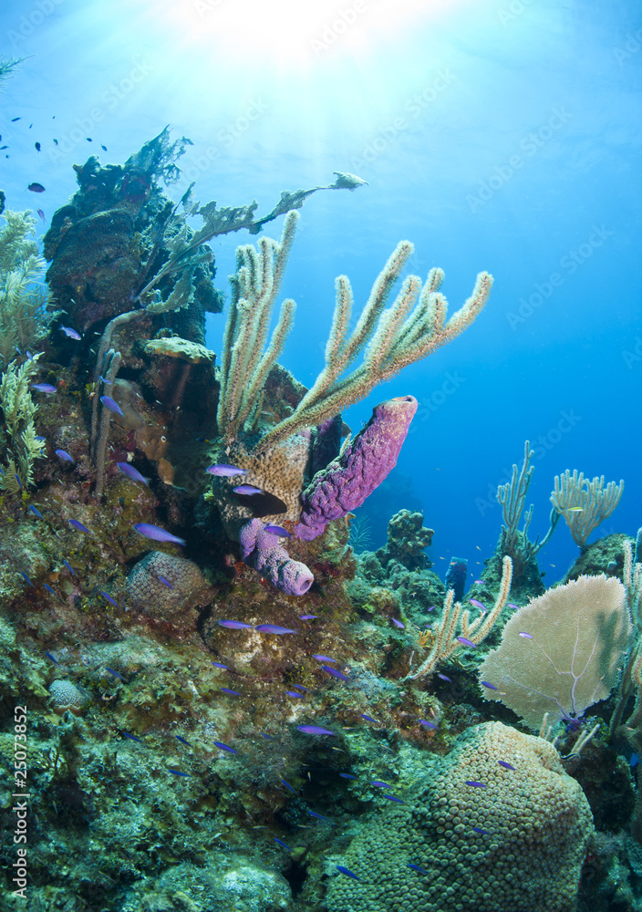 Fototapeta premium Underwater coral reef Caribbean