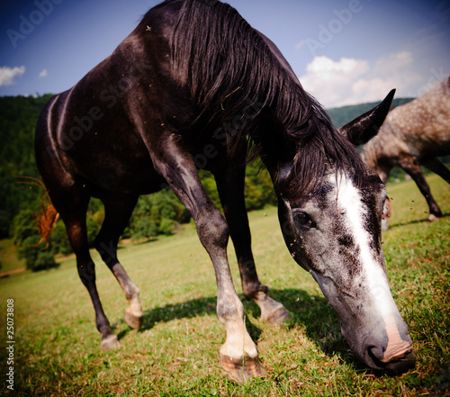 Grazing horse close-up photo