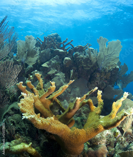 Underwater coral reef elkhorn coral