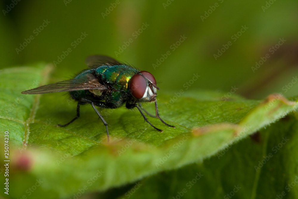Naklejka premium Fly on green leaf