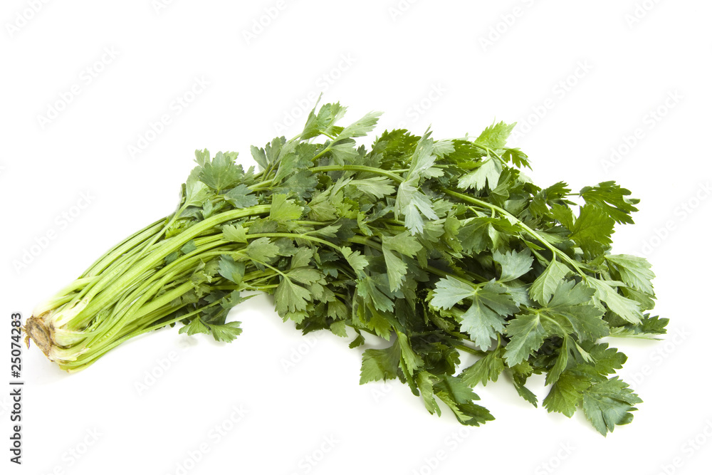 Fresh coriander Fresh coriander