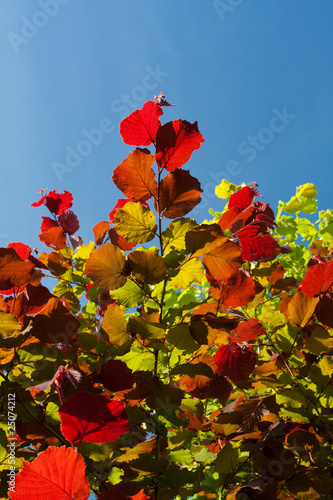 Green leaf on sunlight