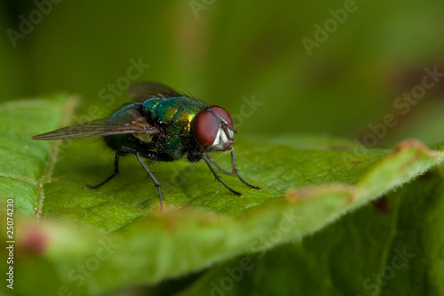Fly on green leaf © trancedrumer