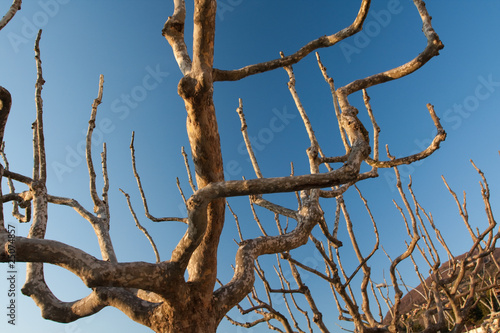 Old tree silhouette