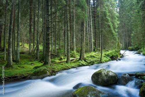 Fototapeta Naklejka Na Ścianę i Meble -  beautiful rapid river in a mountain forest
