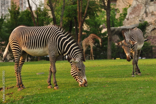 Zebra in Moscow zoo