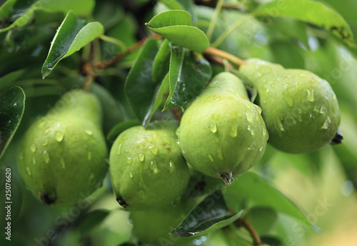Green pears on tree with raindrop