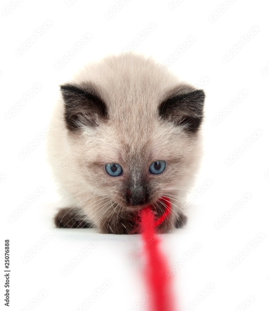 Cute kitten with red yarn