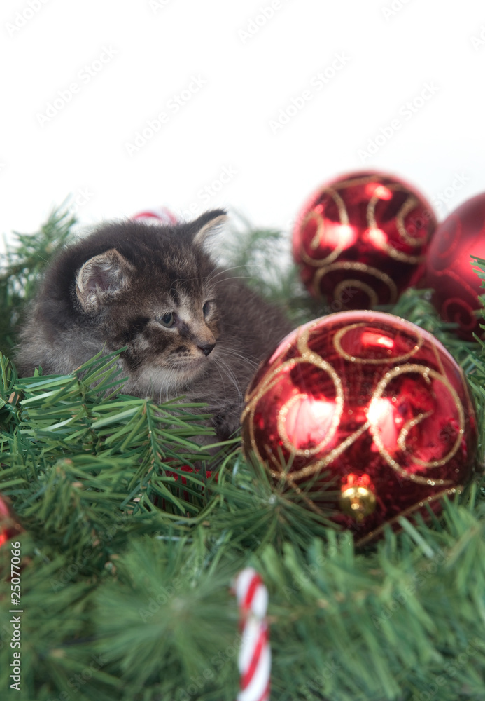 Obraz premium Tabby kitten sitting in Christmas decorations