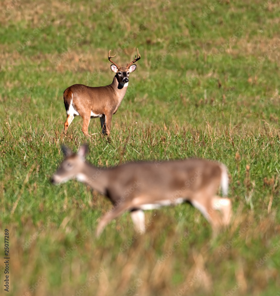 Whitetail deer buck watching doe during rut Whitetail deer buck watching doe during rut