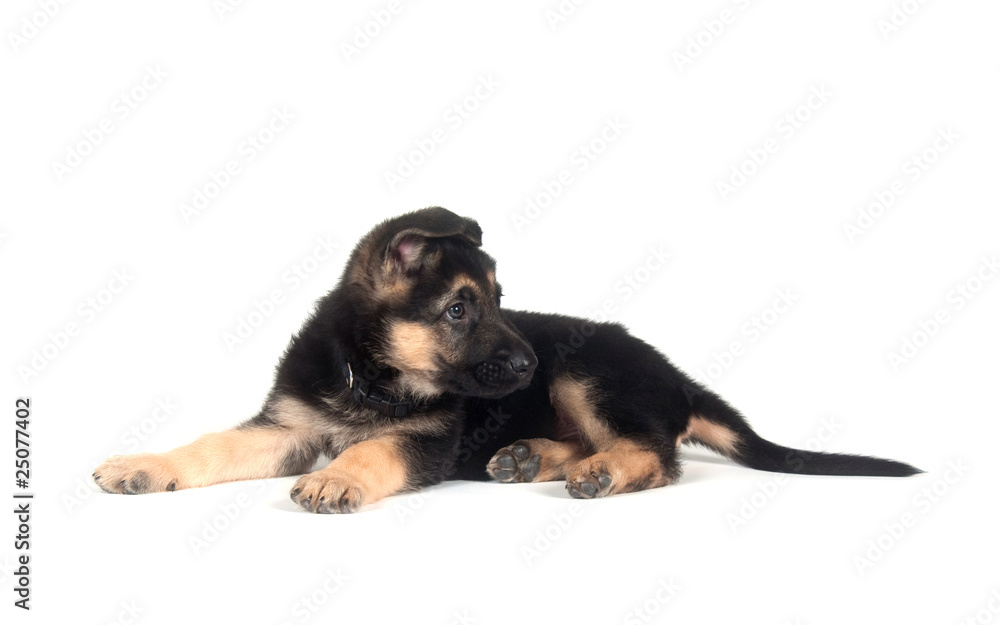 Fototapeta premium German Shepherd puppy on white