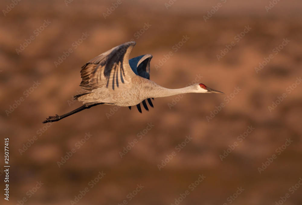 Obraz premium Sandhill crane in flight