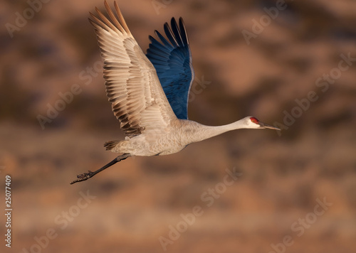 Plakat Sandhill crane in flight