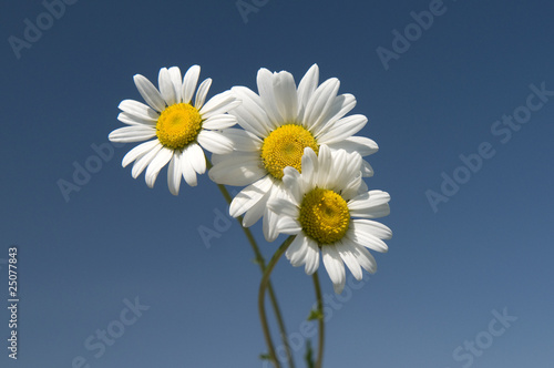 Daisies against the dark blue sky