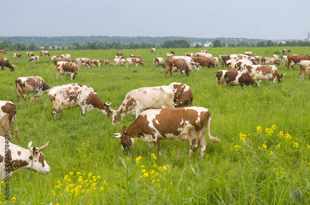 Fototapeta premium Cows on a green field