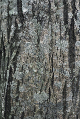 Fototapeta Naklejka Na Ścianę i Meble -  Bark of hornbeam with lichens