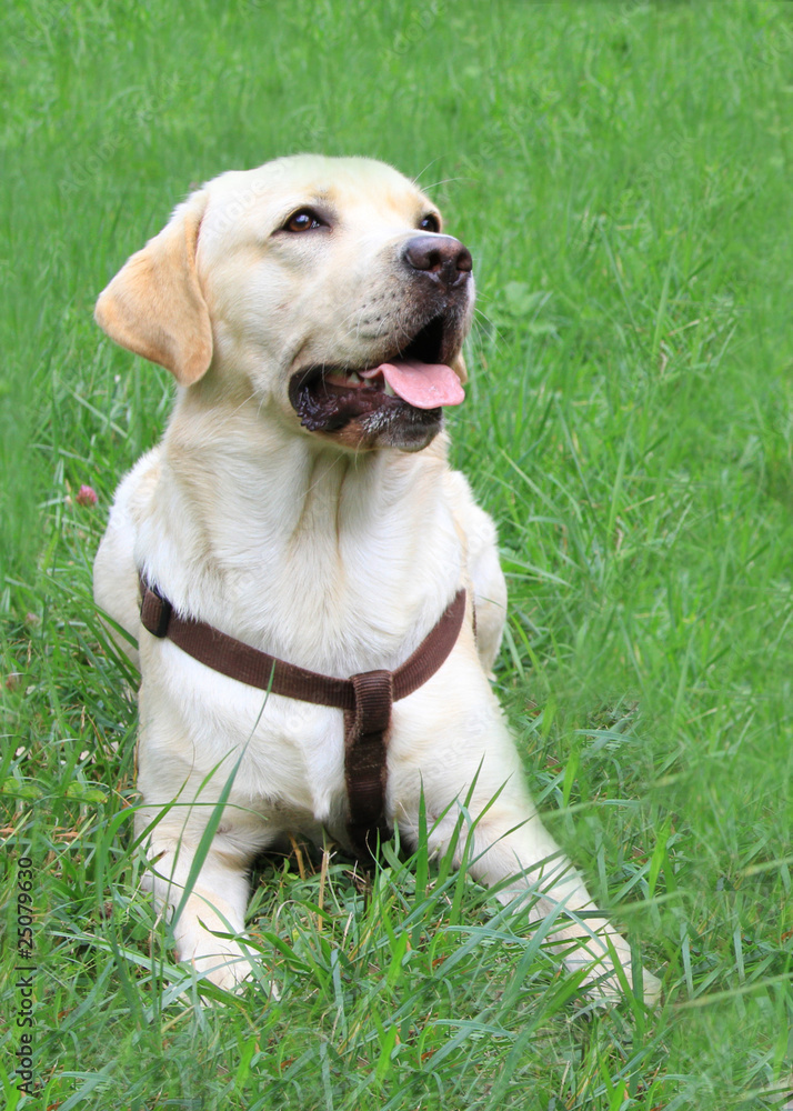 labrador retriever labrador retriever
