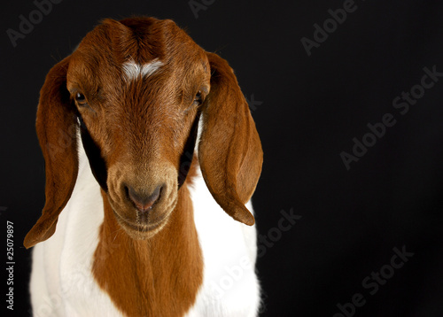 goat portrait