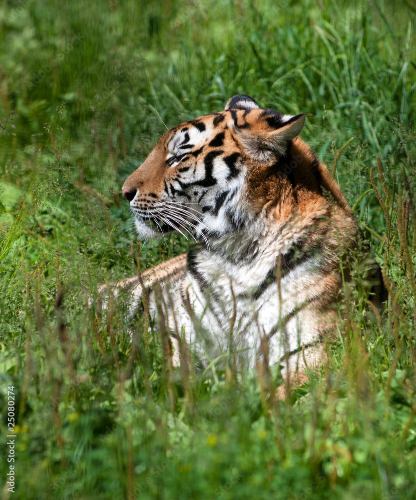 Fototapeta premium tiger