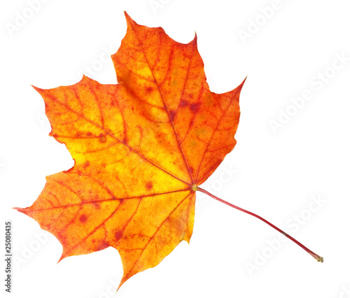 Wallpaper Mural Fall Maple Leaf Torontodigital.ca
