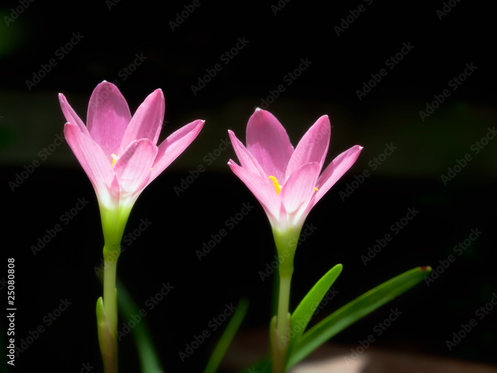 Naklejka premium Couple of pink flower