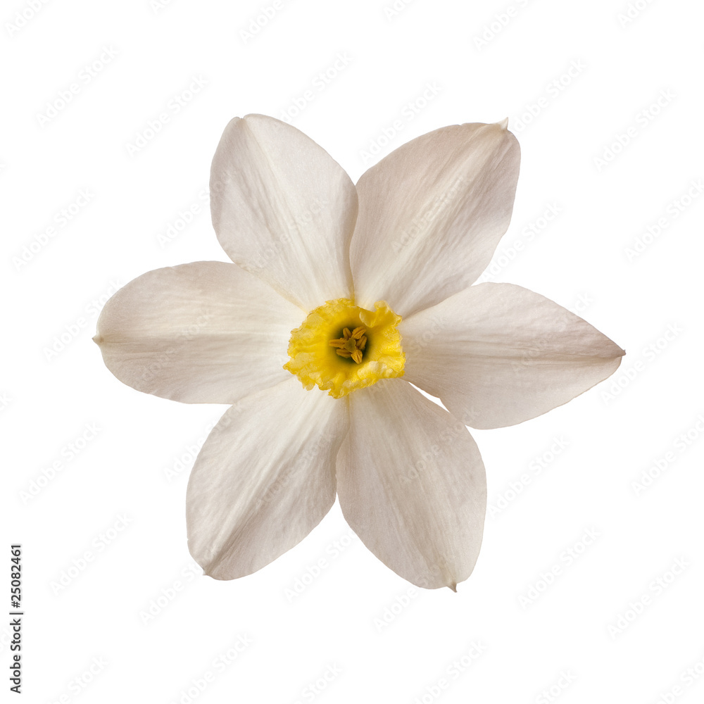 white daffodil white daffodil