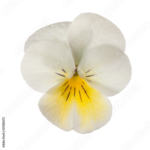 white/yellow pansy