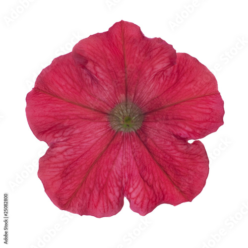 red petunia isolated on white background