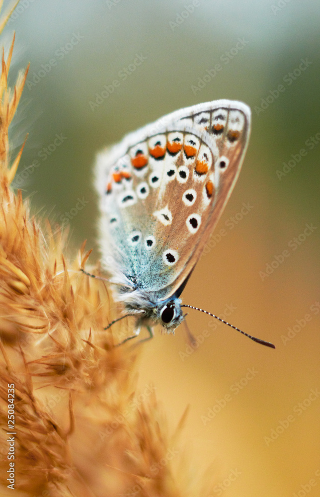 custom made wallpaper toronto digitalMoth Night at sunset time